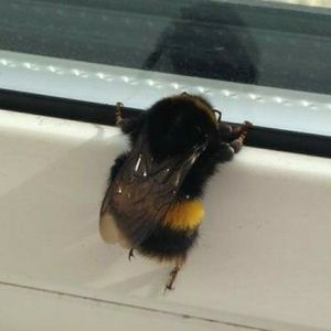 Meet your Posher, Sabine